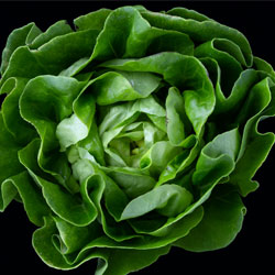 Cabbage
